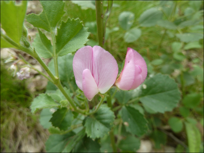 Ononis repens (=Ononis spinosa)