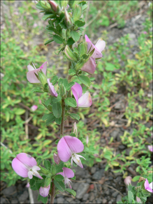 Ononis repens (=Ononis spinosa)