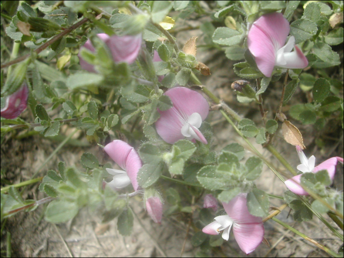 Ononis repens (=Ononis spinosa)