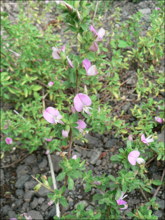 Ononis repens (=Ononis spinosa)