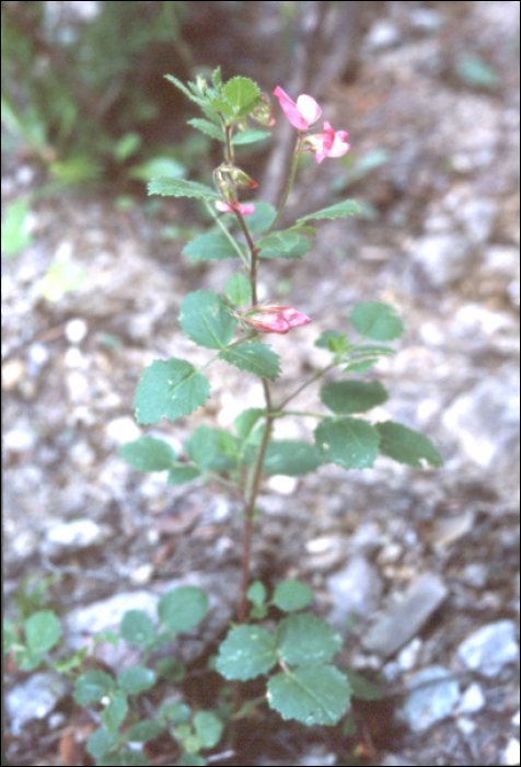 Ononis rotundifolia L.