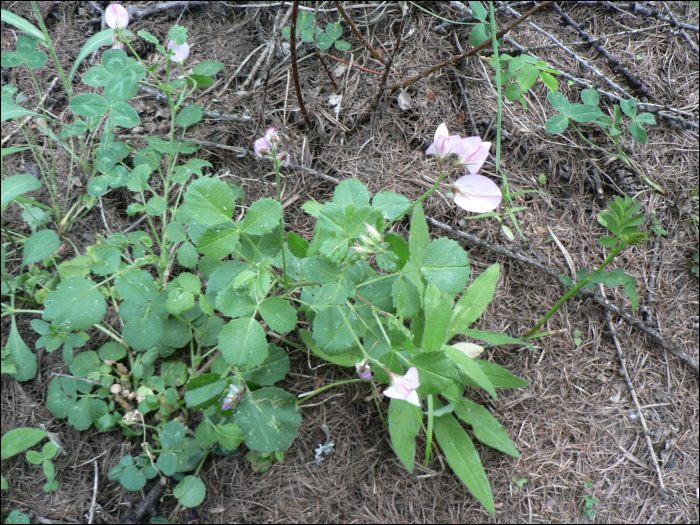 Ononis rotundifolia L.