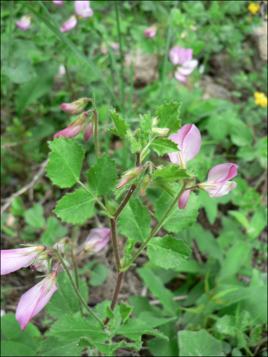 Ononis rotundifolia L.