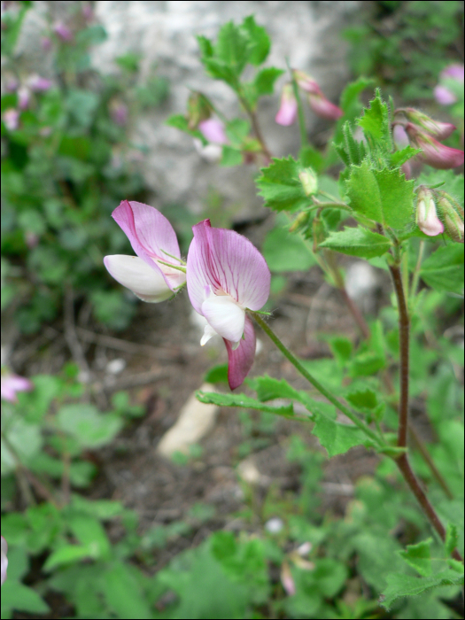 Ononis rotundifolia L.