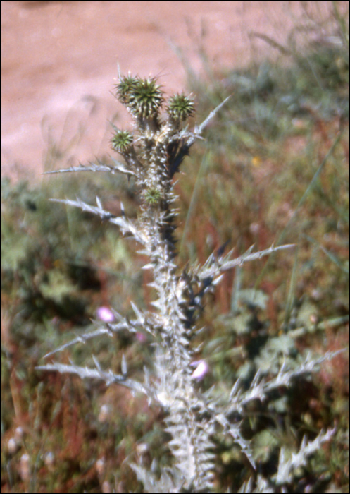Onopordon illyricum