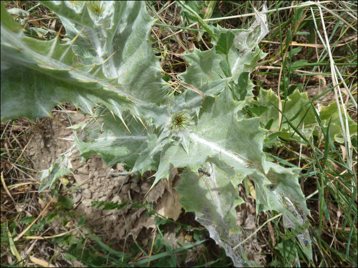 Onopordon illyricum