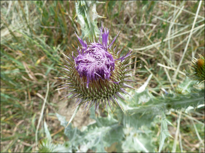 Onopordon illyricum