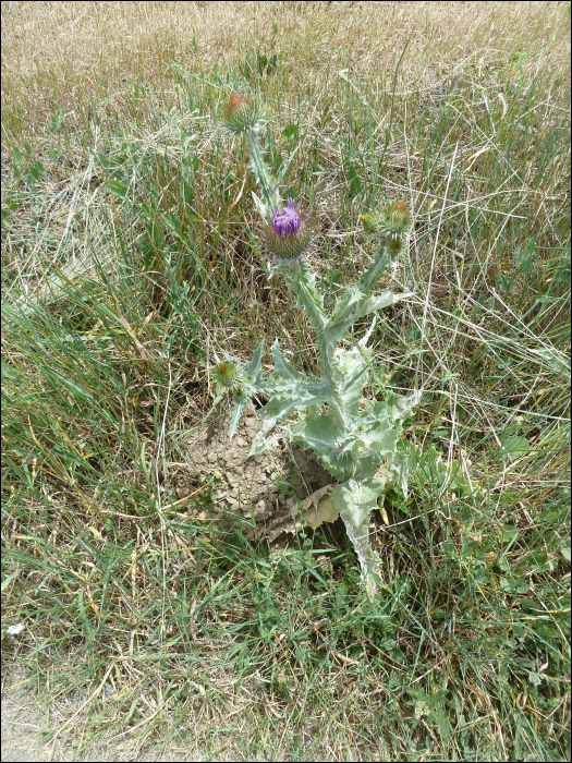 Onopordon illyricum