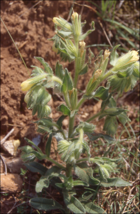 Onosma echioides