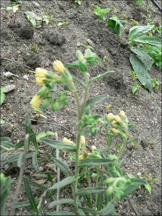 Onosma echioides