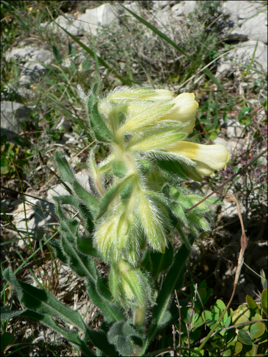 Onosma fastigiata