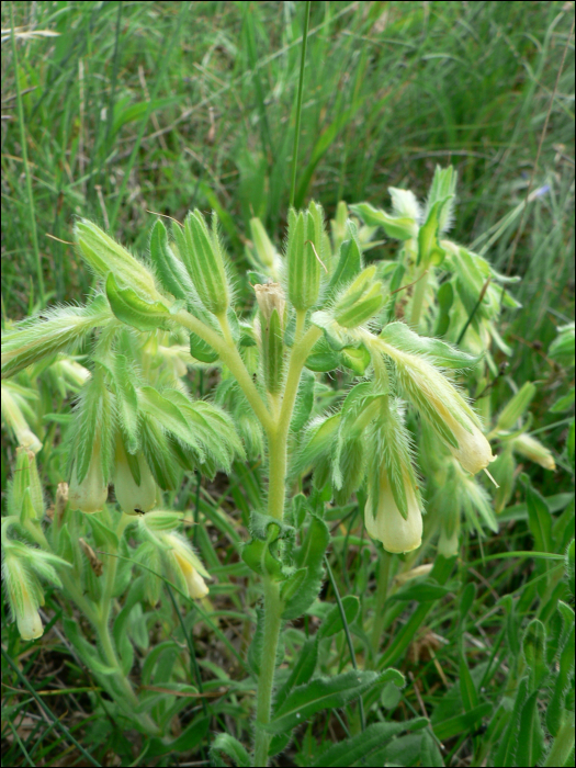 Onosma fastigiata