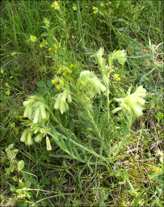 Onosma fastigiata