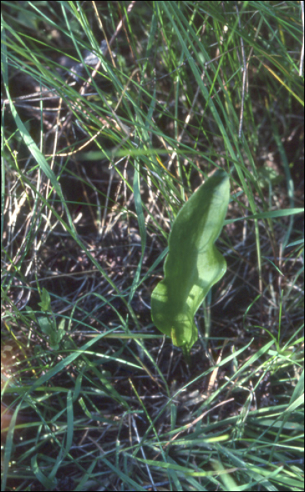 Ophioglossum vulgatum L.