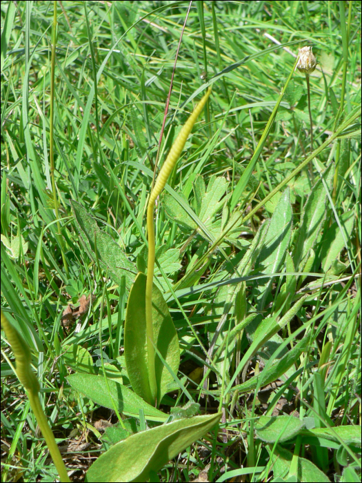 Ophioglossum vulgatum L.