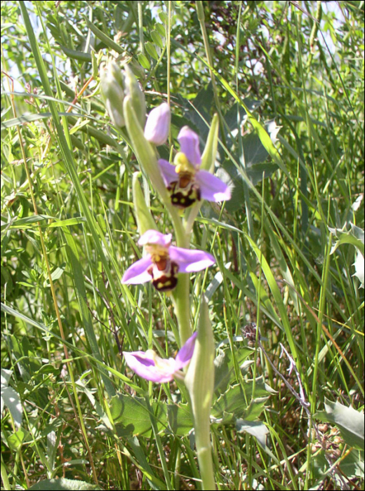 Ophrys apifera Huds