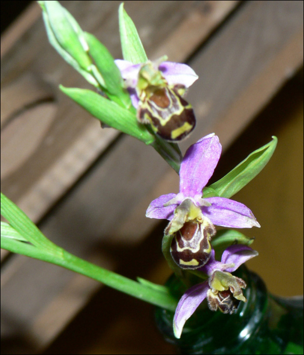 Ophrys apifera Huds