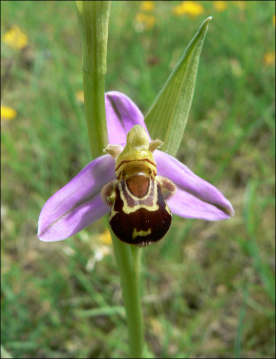 Ophrys apifera Huds