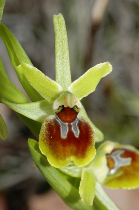 Ophrys araneola (=Ophrys sphegodes)