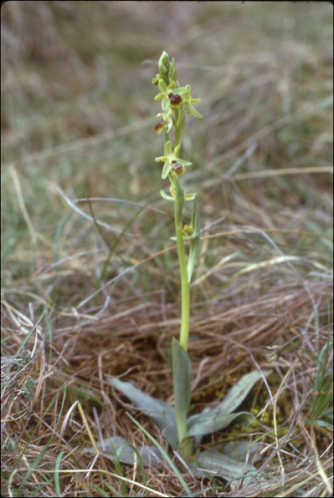 Ophrys araneola (=Ophrys sphegodes)