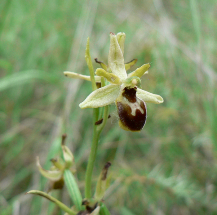 Ophrys araneola (=Ophrys sphegodes)