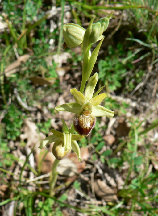 Ophrys aranifera