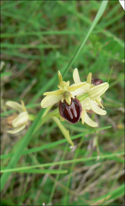 Ophrys aranifera