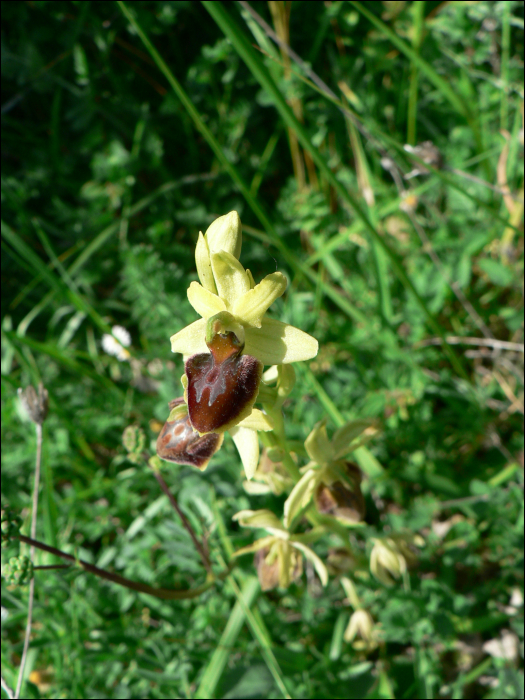 Ophrys aranifera