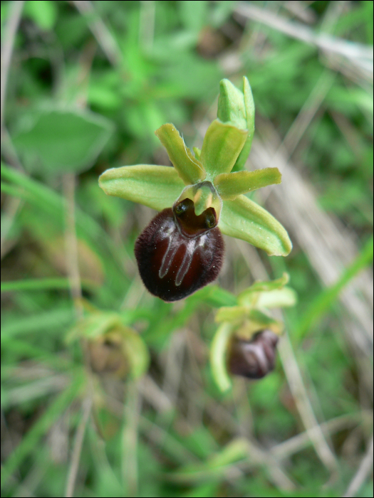 Ophrys aranifera