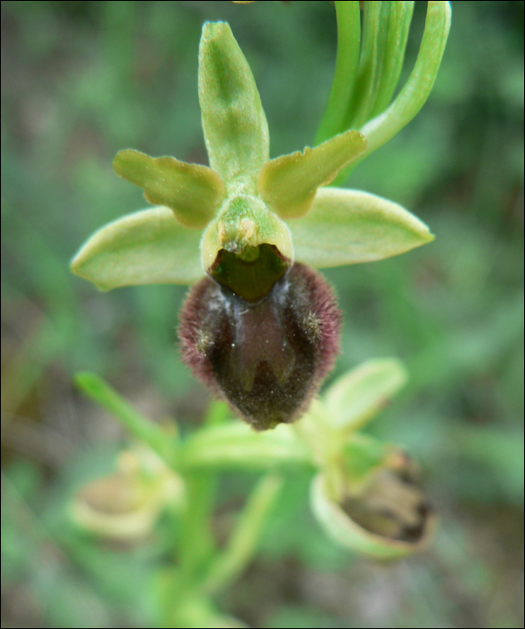 Ophrys aranifera