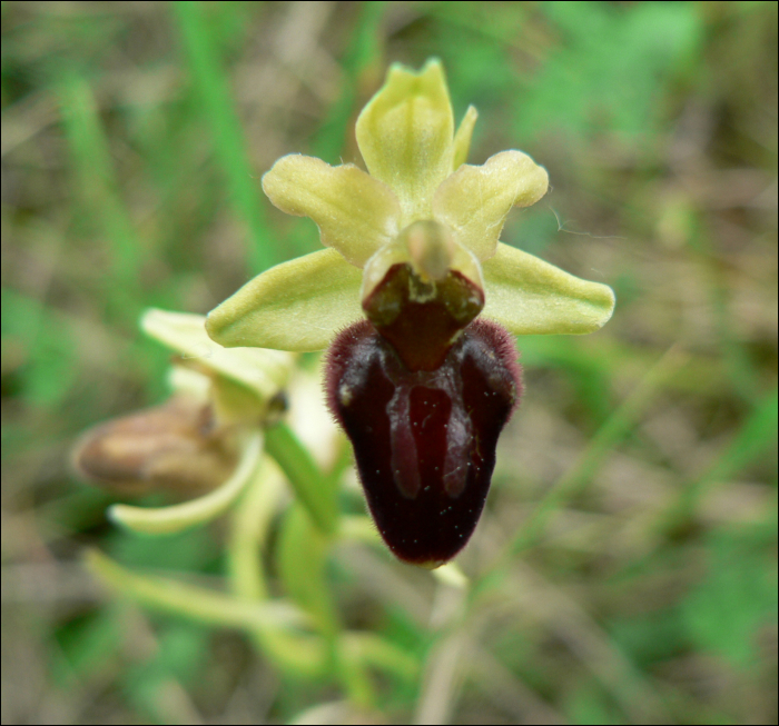 Ophrys aranifera