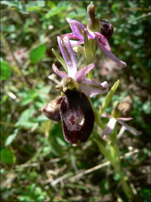 Ophrys aurelia (=Ophrys bertolinii)