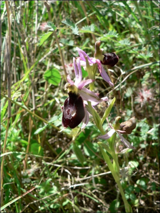 Ophrys aurelia (=Ophrys bertolinii)