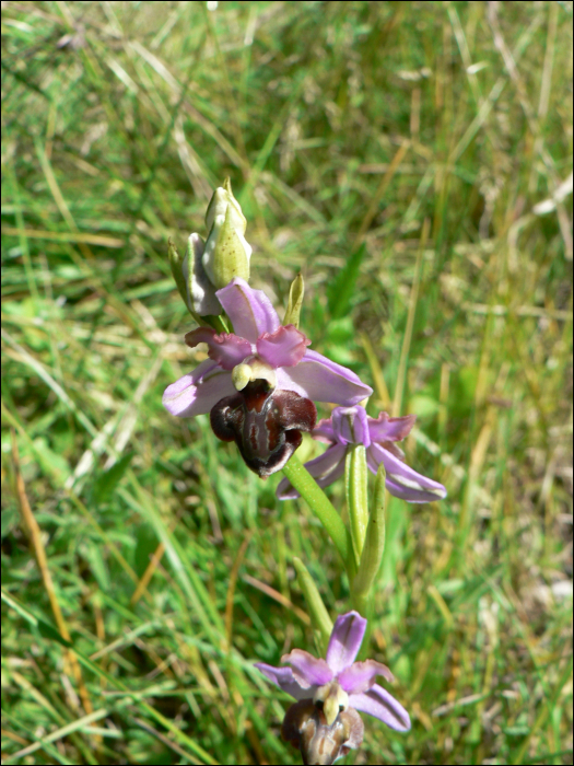 Ophrys aveyronensis