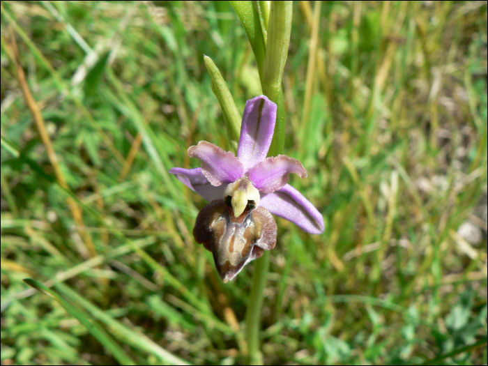 Ophrys aveyronensis