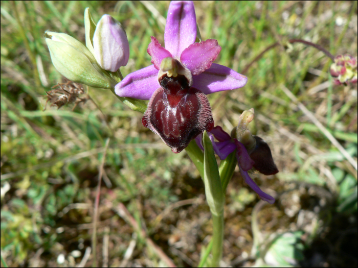 Ophrys aveyronensis