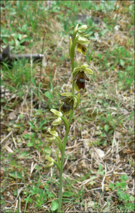 Ophrys aymoninii