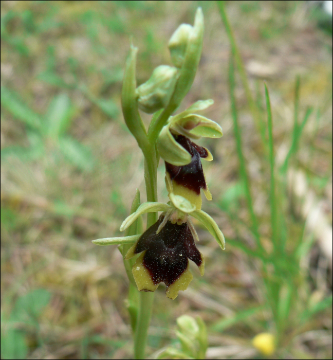 Ophrys aymoninii