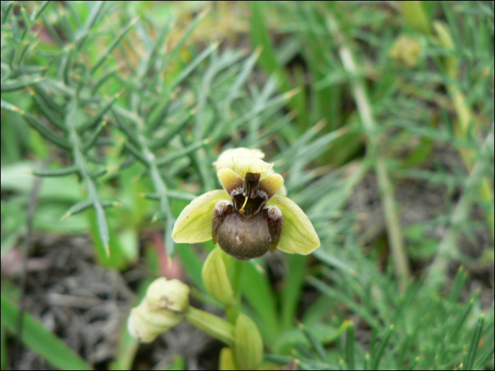 Ophrys bombyliflora