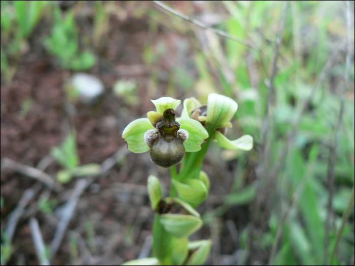 Ophrys bombyliflora