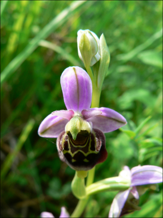 Ophrys fuciflora Schmidt