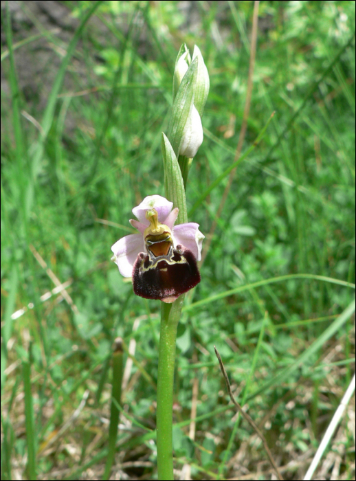 Ophrys fuciflora Schmidt