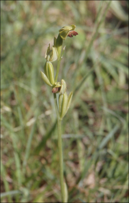 Ophrys fusca