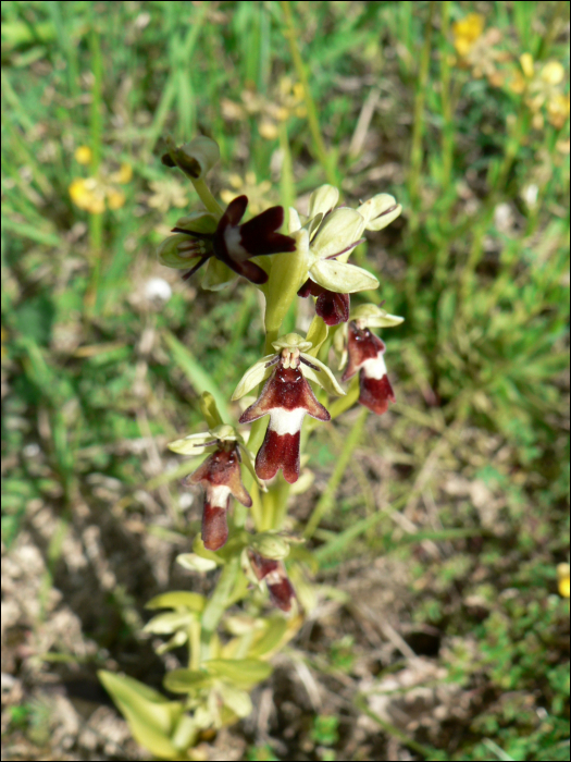 Ophrys insectifera L. (=Ophrys muscifera)