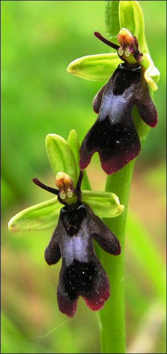 Ophrys insectifera L. (=Ophrys muscifera)