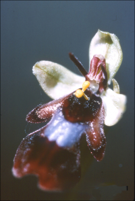 Ophrys insectifera L. (=Ophrys muscifera)