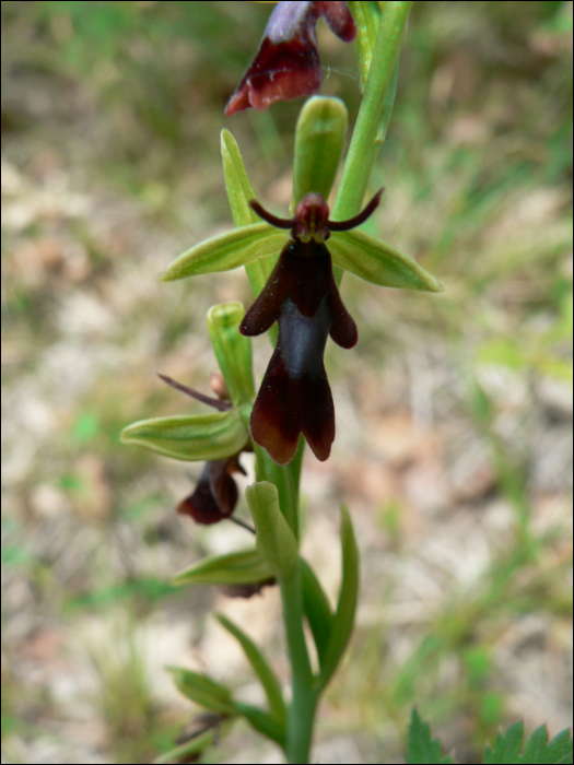 Ophrys insectifera L. (=Ophrys muscifera)