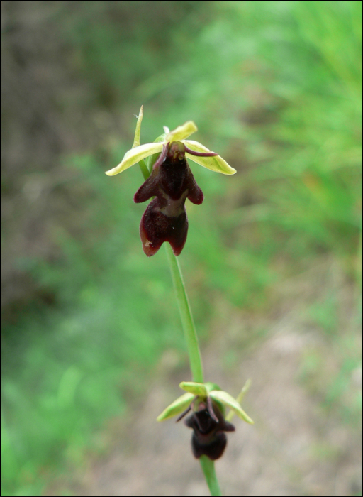 Ophrys insectifera L. (=Ophrys muscifera)