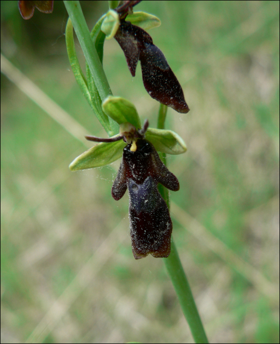 Ophrys insectifera L. (=Ophrys muscifera)