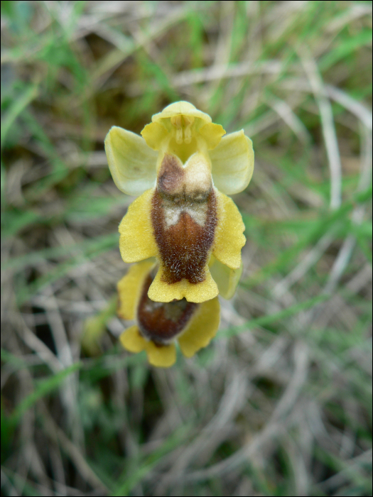 Photo de Ophrys jaune (Ophrys lutea)